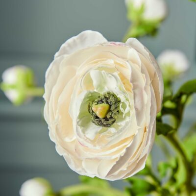 Neptune Ranunculus Bundle  Hot